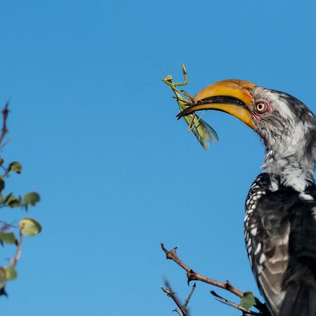 Africa On Foot Villa Klaserie Private Nature Reserve Luaran gambar