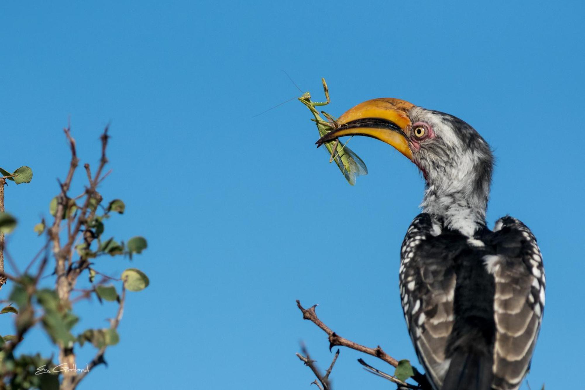 Africa On Foot Villa Klaserie Private Nature Reserve Luaran gambar