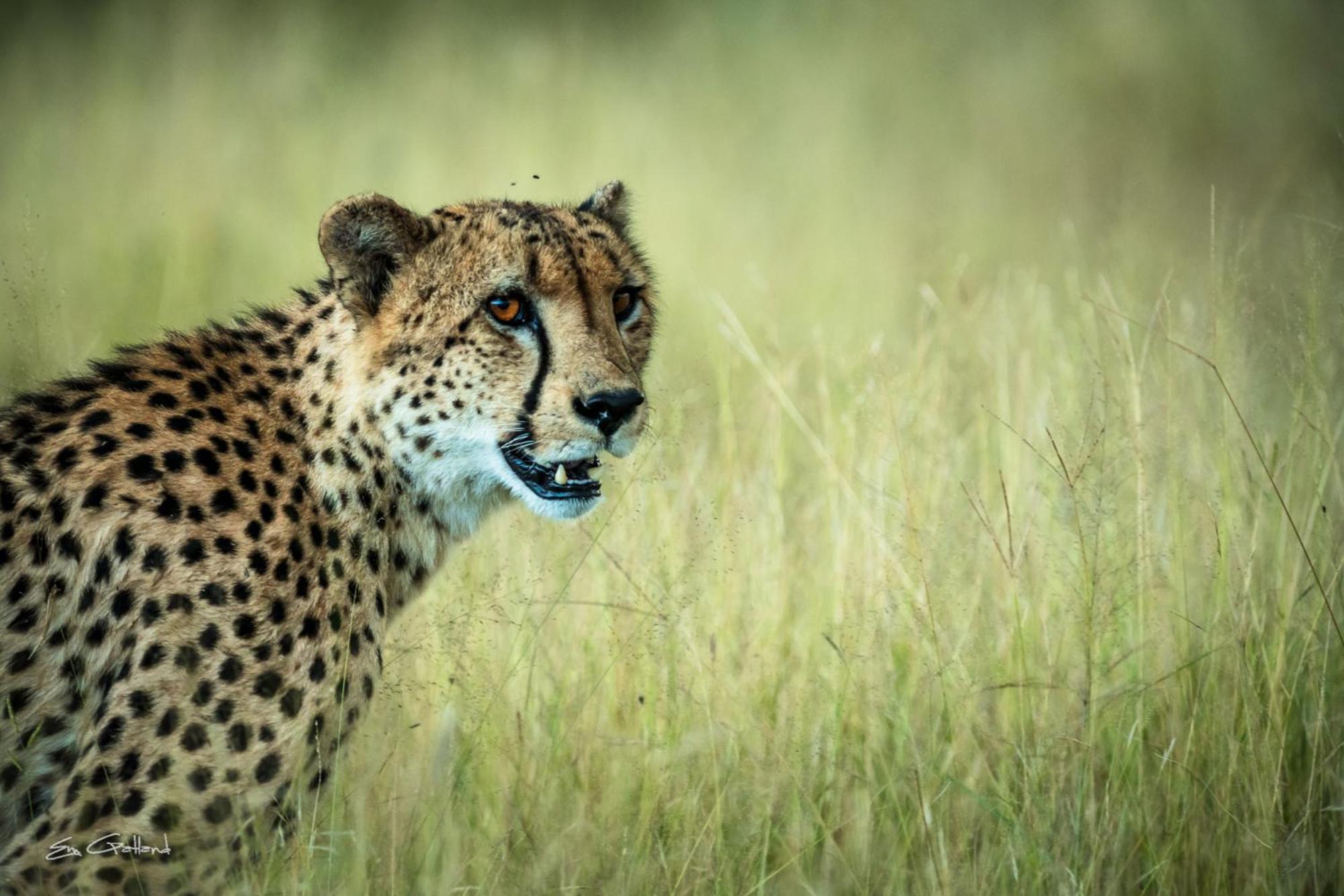 Africa On Foot Villa Klaserie Private Nature Reserve Luaran gambar