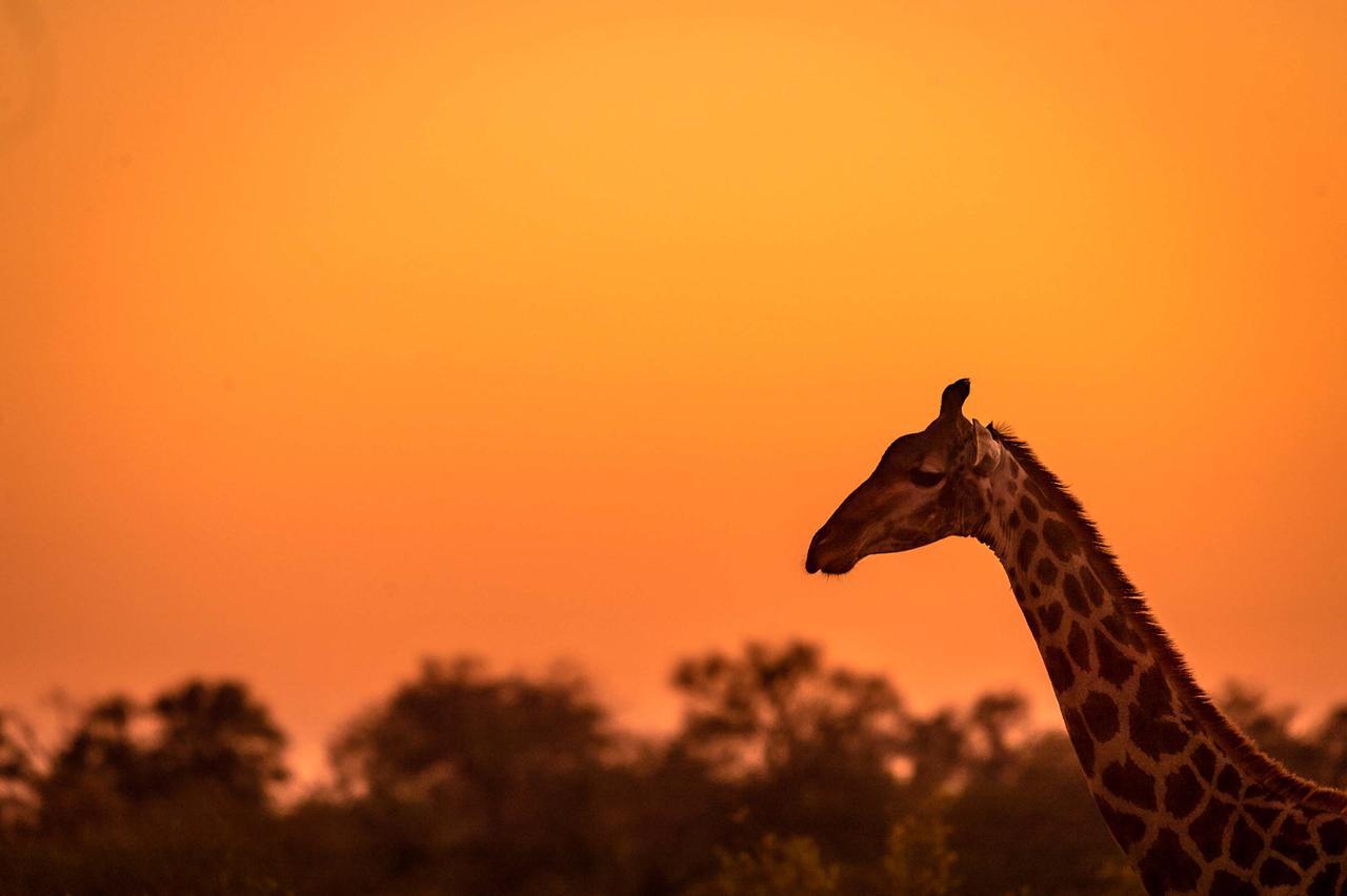 Africa On Foot Villa Klaserie Private Nature Reserve Luaran gambar