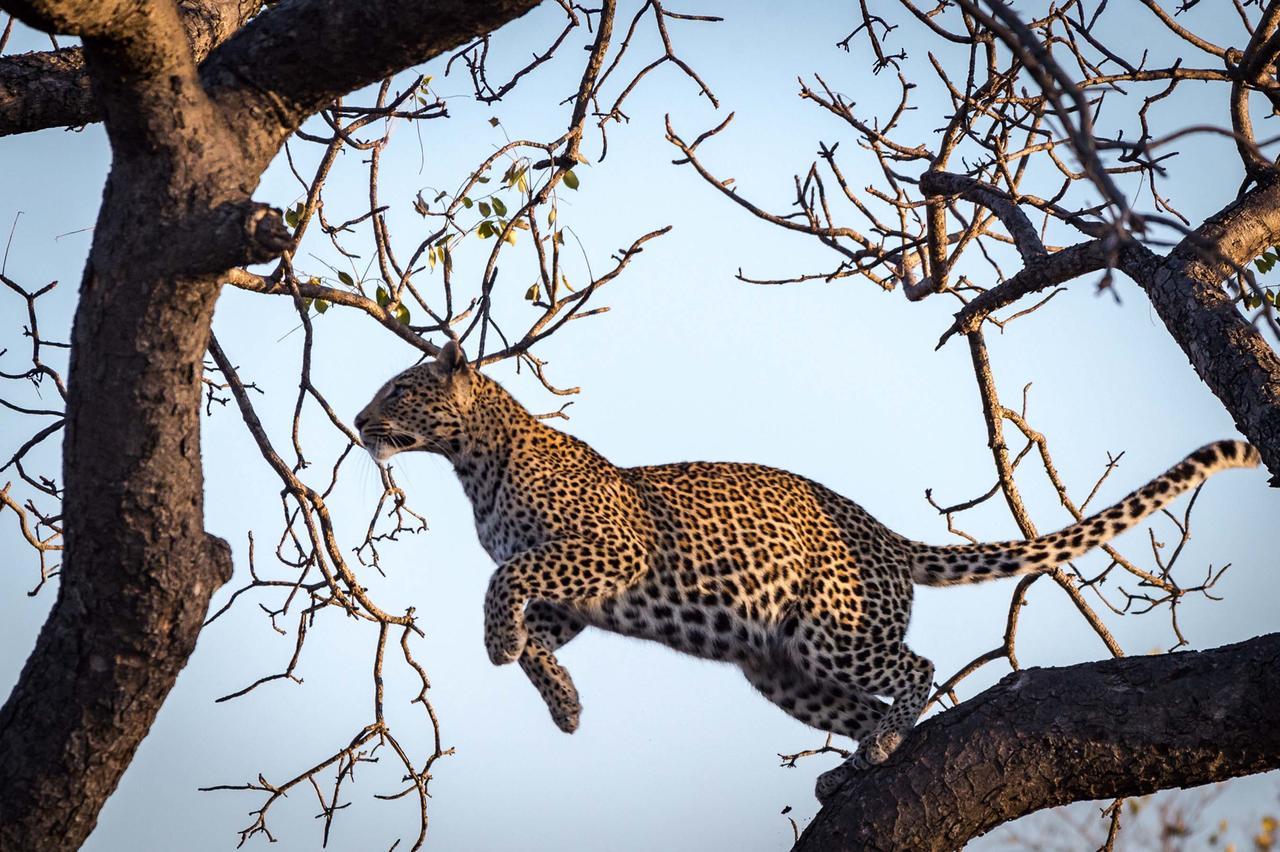 Africa On Foot Villa Klaserie Private Nature Reserve Luaran gambar